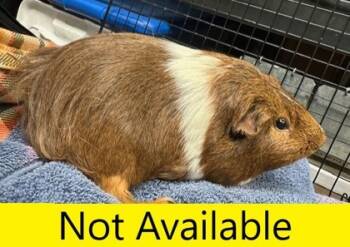 Rescue Guinea Pig Guinea Pigs for Adoption in Eugene, Oregon - Opalite | PetCurious